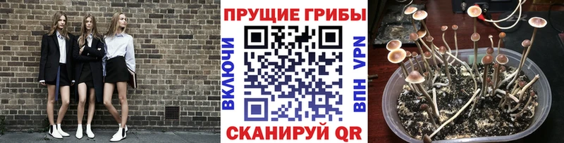 сколько стоит  Зверево  Галлюциногенные грибы Magic Shrooms 